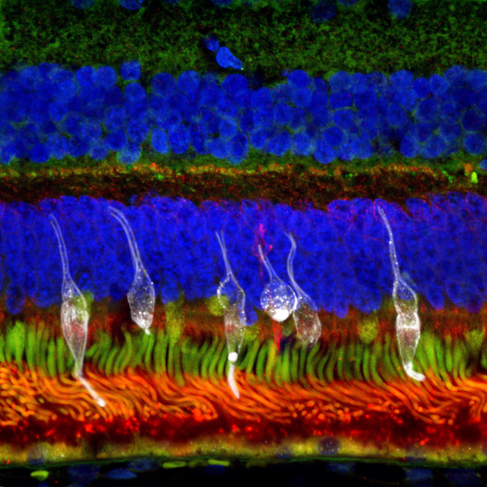 Retinal progenitor cells derived from RxCell iPSCs can mature into retina photoreceptors after transplantation into the preclinical models, enabling restored vision. (Image courtesy of NUS Yong Loo Lin School of Medicine)



