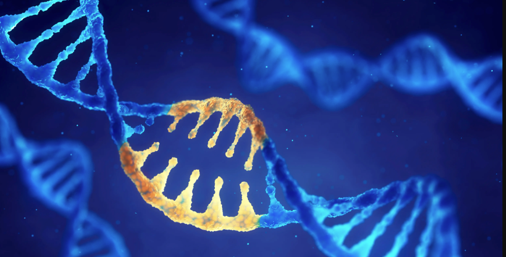 Danon Disease Gene Therapy Improves Disease Biomarkers