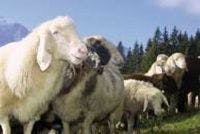 Live Sheep Cell Injections? CDC Says 'Bah'
