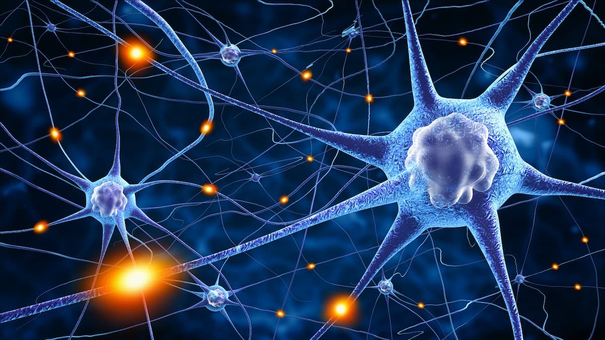 Parkinson Disease Neuronal Cell Therapy Demonstrates Safety, Cell Survival